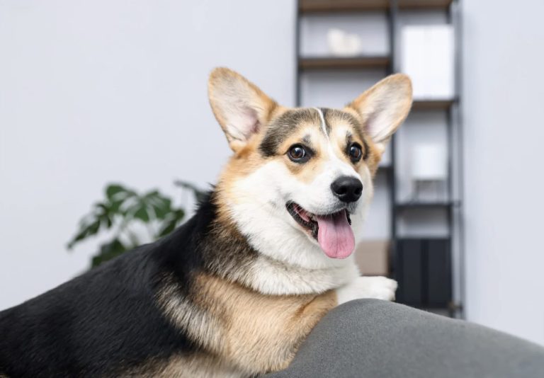 L’arrivée des parasites au printemps : comment protéger naturellement son chien ?