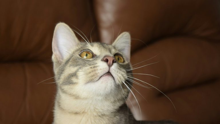 Chat qui déglutit tout le temps : causes et signes à surveiller
