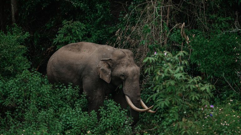 Animaux du monde et biodiversité : comprendre les grands écosystèmes