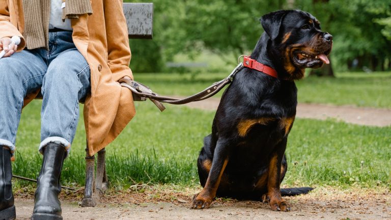 Bien choisir une assurance pour rottweiler : critères essentiels