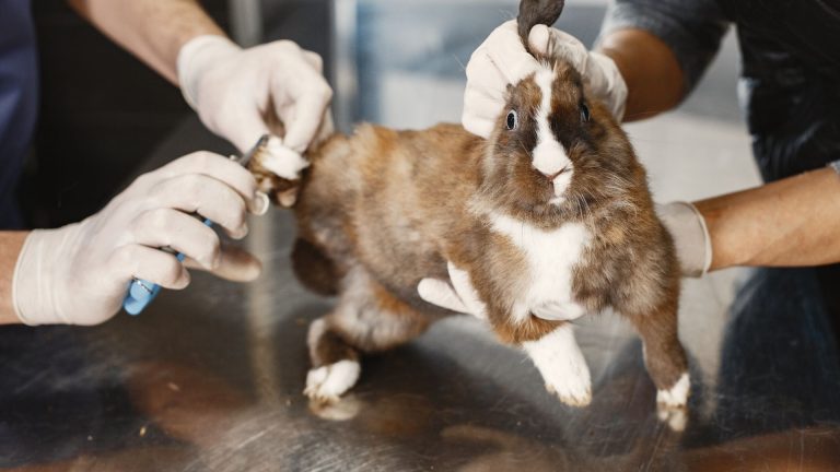 Comment couper les ongles d’un lapin : méthodes et précautions à prendre