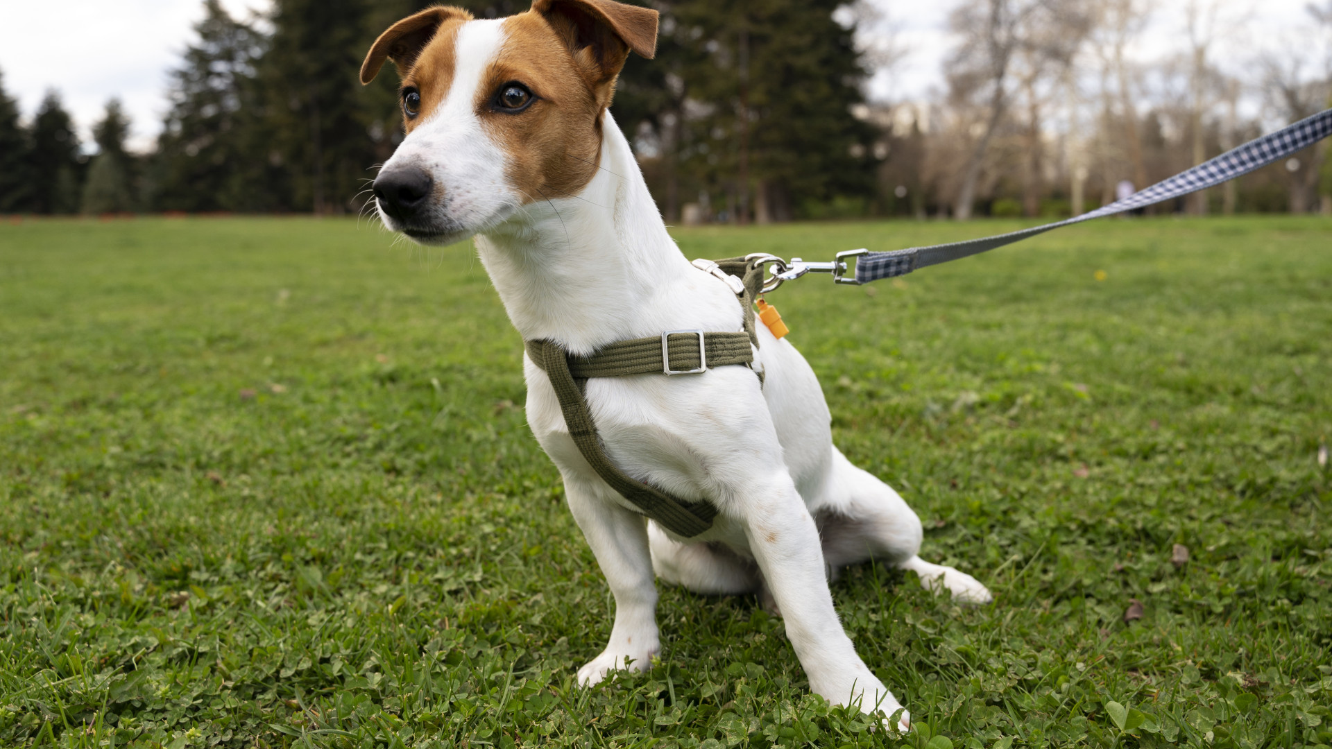 Harnais pour chien : améliorez le confort des balades quotidiennes