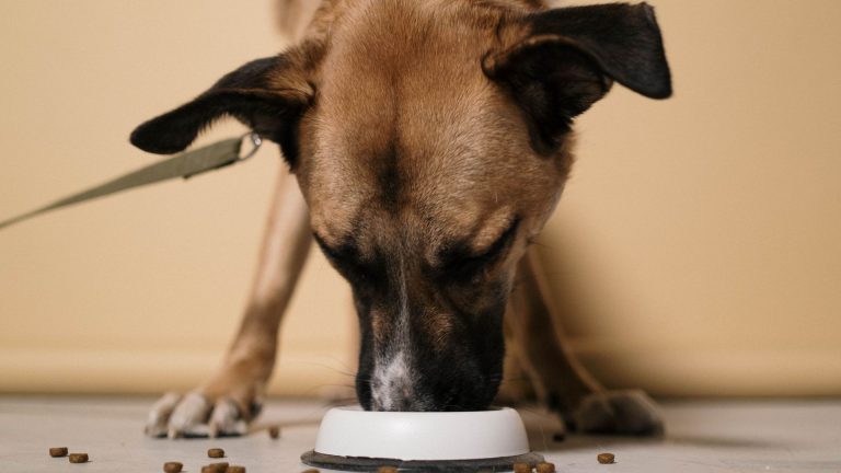 Nourriture pour chiens : choix et conseils sur truffe-et-compagnie.com