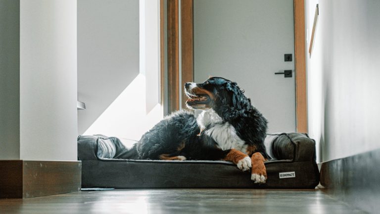 Panier indestructible pour chien lavable en machine : que vérifier avant l&rsquo;achat ?