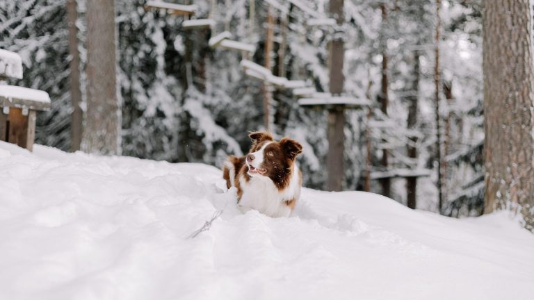 Quel chien poilu supporte le mieux le froid et la vie en extérieur ?