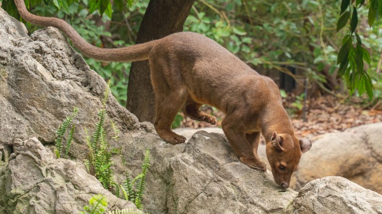 Et si le top 30 d&rsquo;animaux rares et étranges changeait votre regard ?