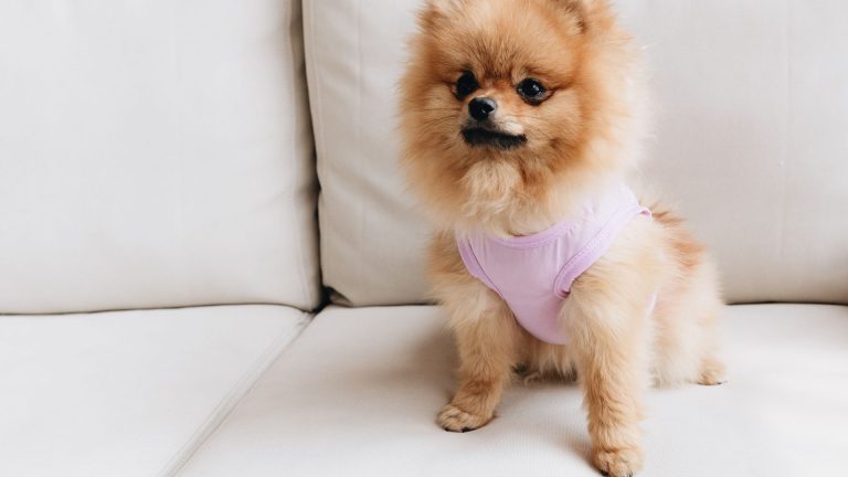 Spitz anxieux ou aboyeur : méthodes douces pour l’apaiser au quotidien