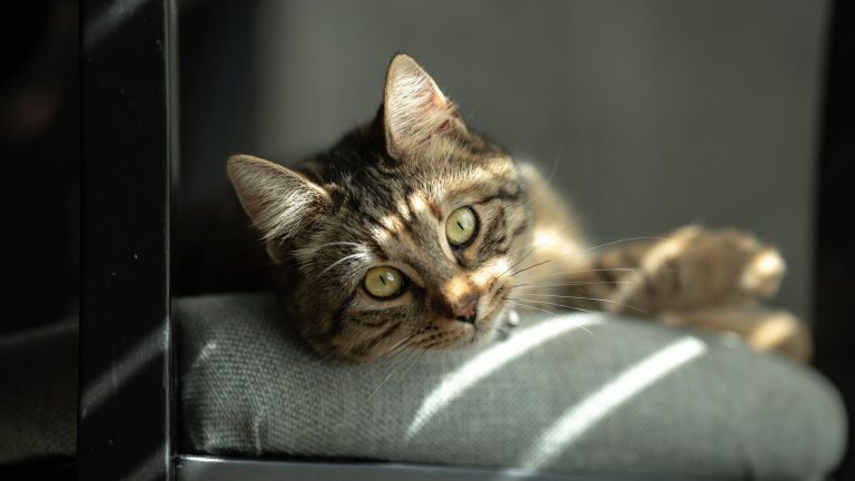 Ulcère oculaire du chat en 2026 : guérison, traitements et espoirs