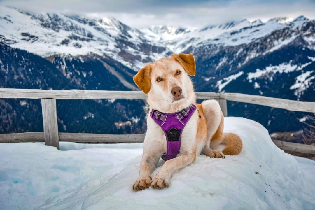 Pourquoi le choix du harnais influence le confort du chien
