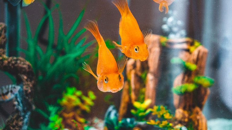 Acheter poissons d&rsquo;aquarium en ligne : avantages, risques, précautions