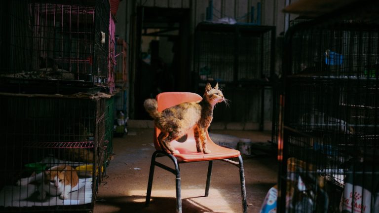Adopter un chat à Lyon : le guide complet pour bien choisir