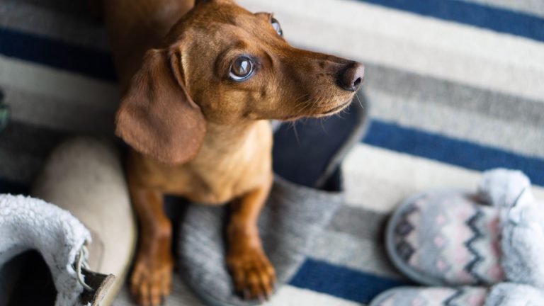 Adopter un teckel Kaninchen : chez un éleveur ou annonce en ligne ?