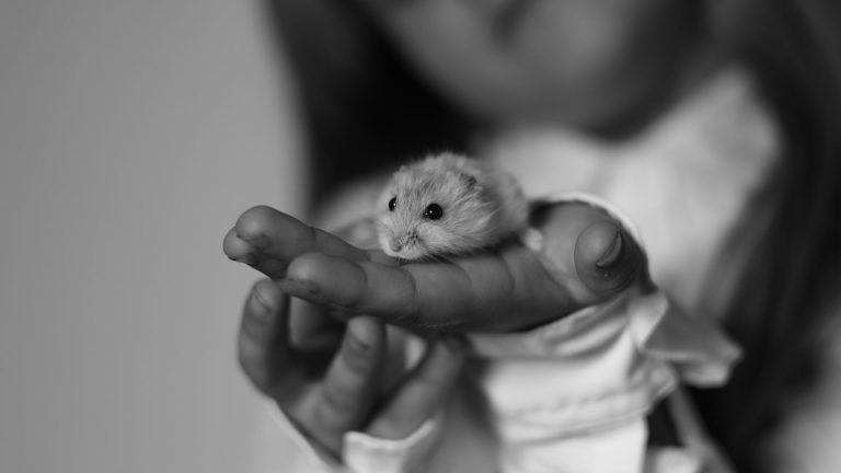 Hamster russe pour enfant : est-ce vraiment un bon premier animal ?