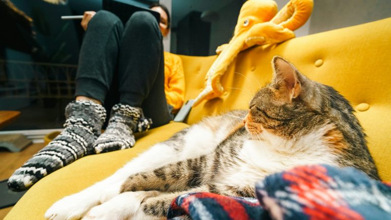 AnimalCenter.fr actualités animaux éclaire les débats sur le bien-être animal
