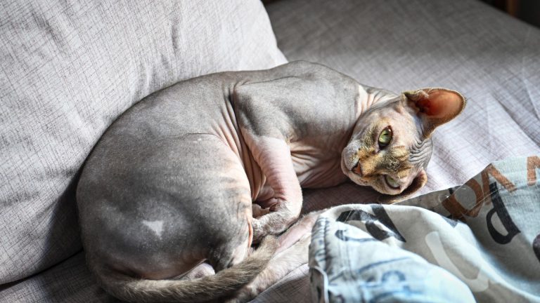 Chat sphynx : combien coûte vraiment cette race sur toute sa vie ?