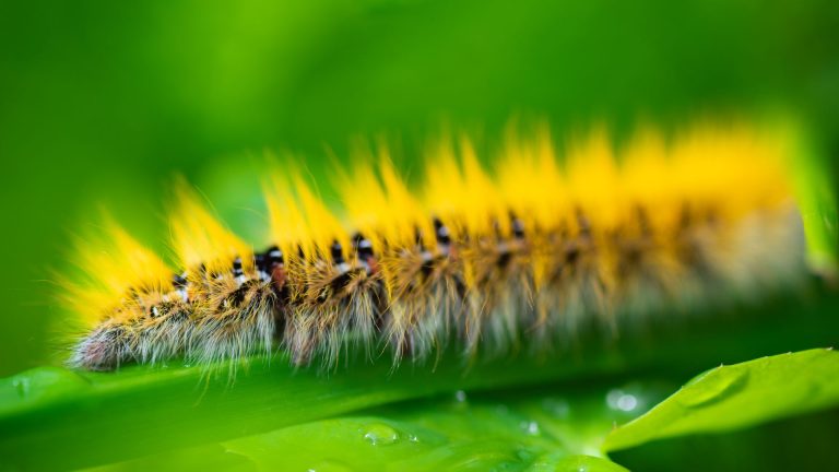 Tout savoir sur les chenilles noires et jaunes: un regard fascinant