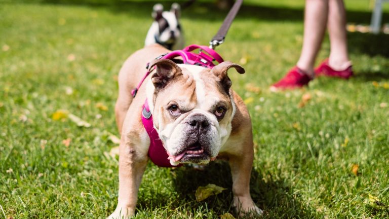 Le chien le plus moche en 2026 : tendances, polémiques et nouveaux champions