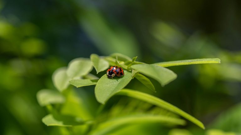 Les coccinelles venimeuses : quels sont les signes d’alerte ?