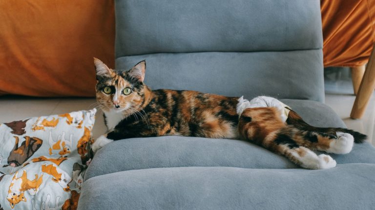 Collerette, body ou coussin cervical : astuce collerette chat adaptée