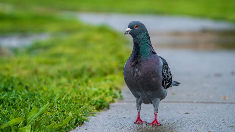Bébé pigeon en détresse : comment le reconnaître
