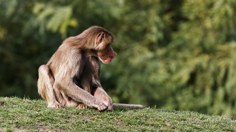 Le cul des babouins : une particularité qui intrigue les scientifiques