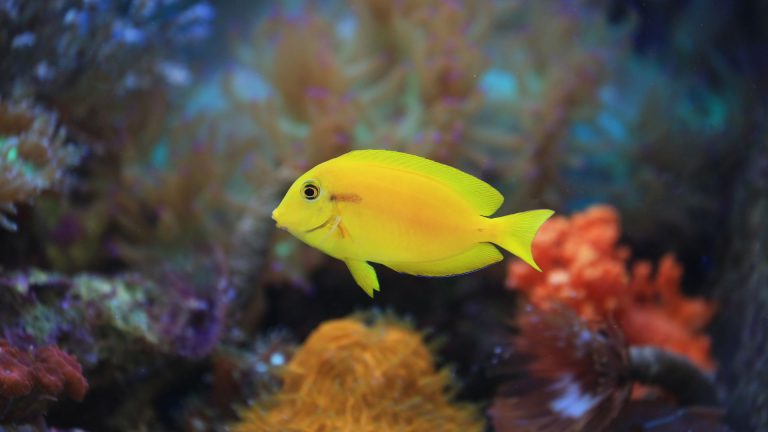 Doris le poisson : analyse du personnage culte de Disney Pixar en 2026