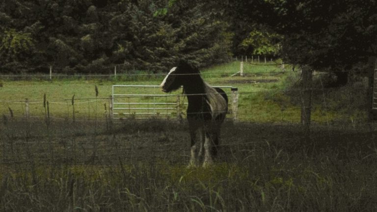 Équipement mal adapté : facteur de stress souvent sous-estimé chez le cheval