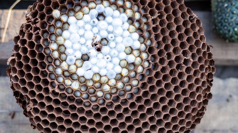 Frelon noir et ruches : impact réel sur les abeilles et apiculteurs