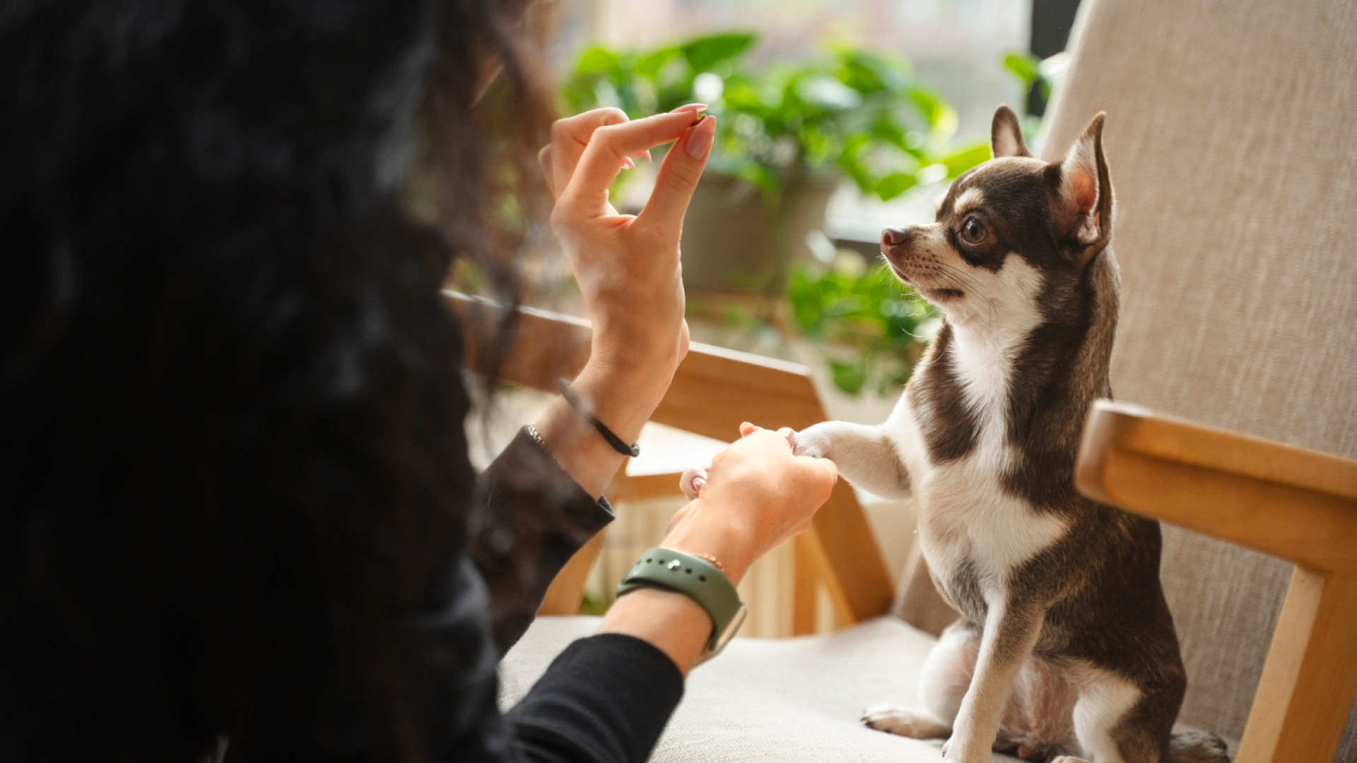 Garde d’animaux à domicile : pourquoi cette solution séduit de plus en plus de propriétaires ?