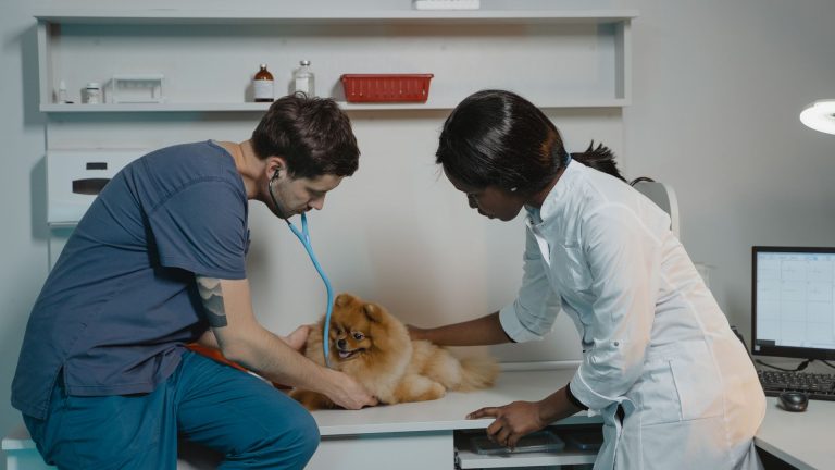 GMVET 1 : fonctionnement et utilité d’une plateforme pour les professionnels de la santé animale