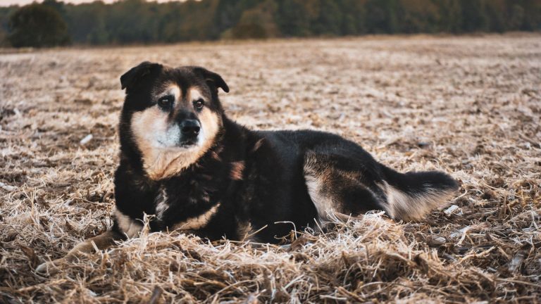 Labrador croisé berger allemand : élevage pour un chien harmonieux