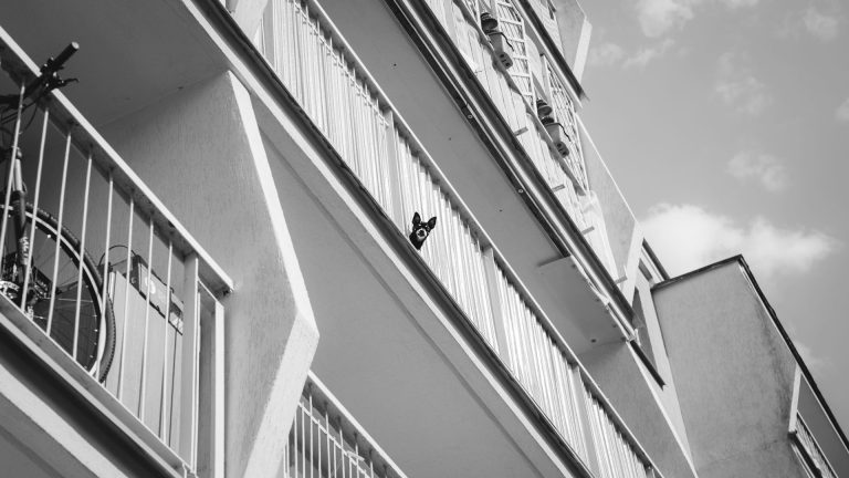 Quel chien à poil court de petite taille pour la vie en appartement ?