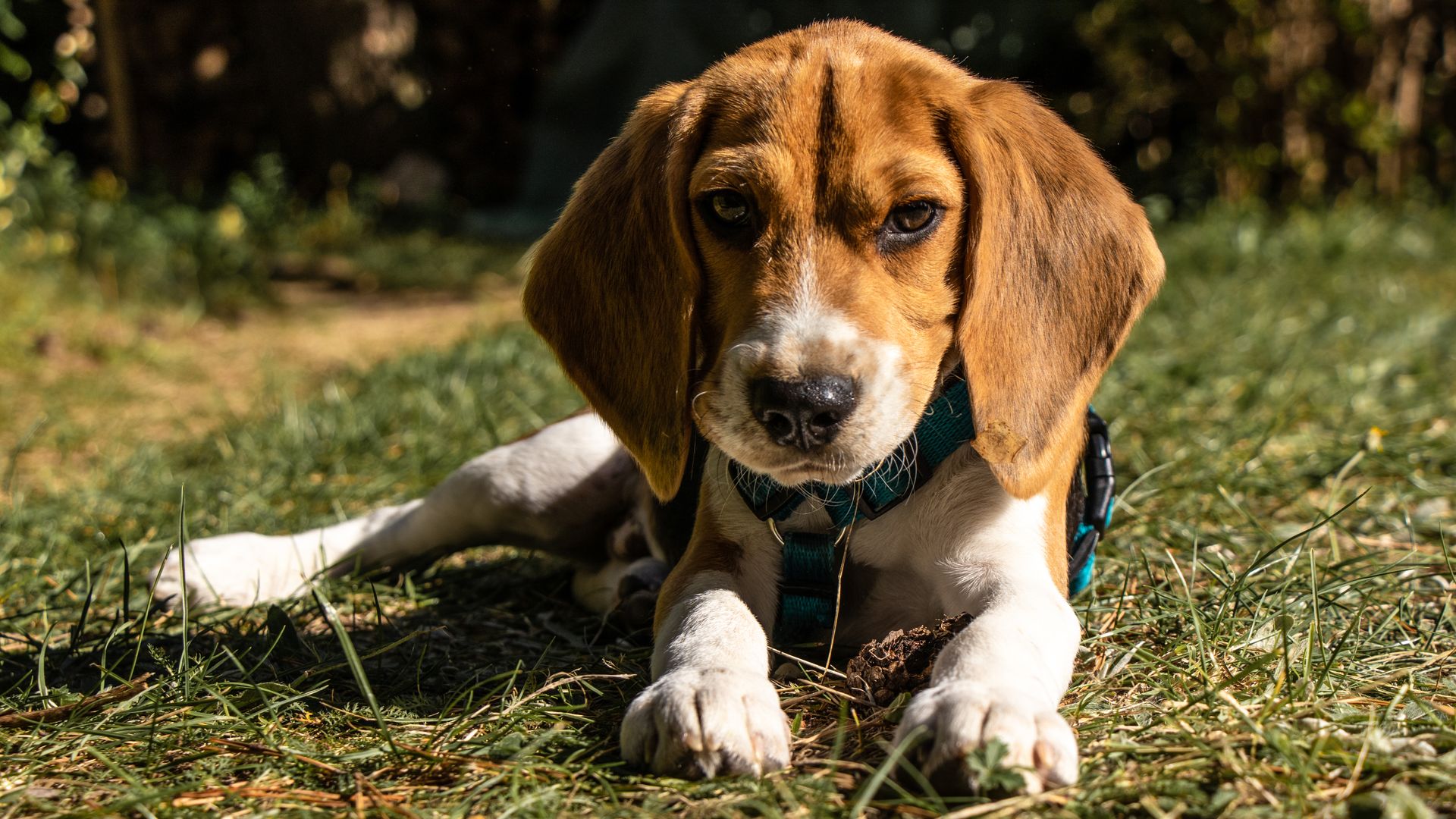 Quelles sont les caractéristiques physiques d’un beagle croisé labrador ?