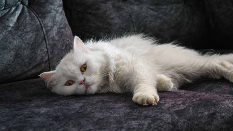 Race de chat à poils longs pour appartement : les meilleurs profils