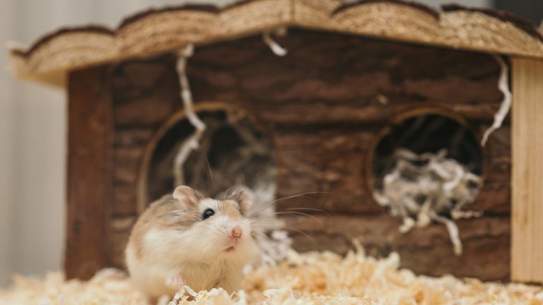 Les rongeurs de compagnie : ce qu&rsquo;il faut savoir avant d&rsquo;adopter