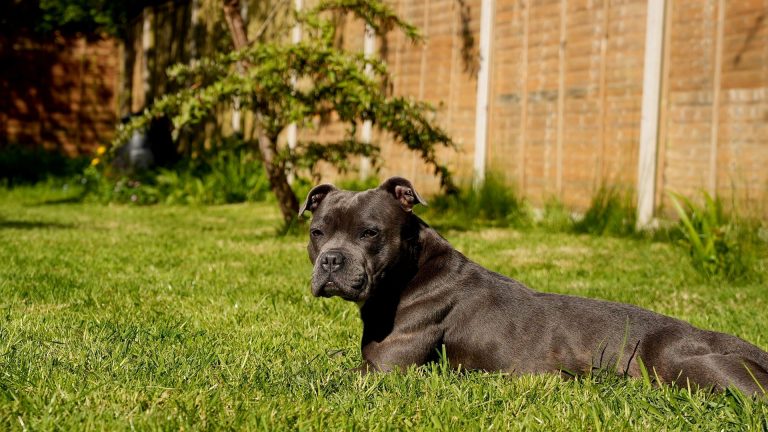 Staffie bleu adulte : guide complet sur caractère et besoins