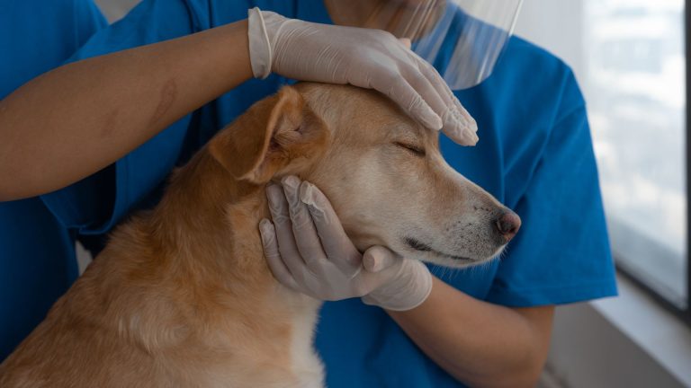 Tarif pour euthanasier un chien : prix, exemples et témoignages