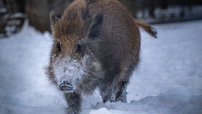 Vitesse du sanglier : quelle est la rapidité de cet animal en pleine course ?