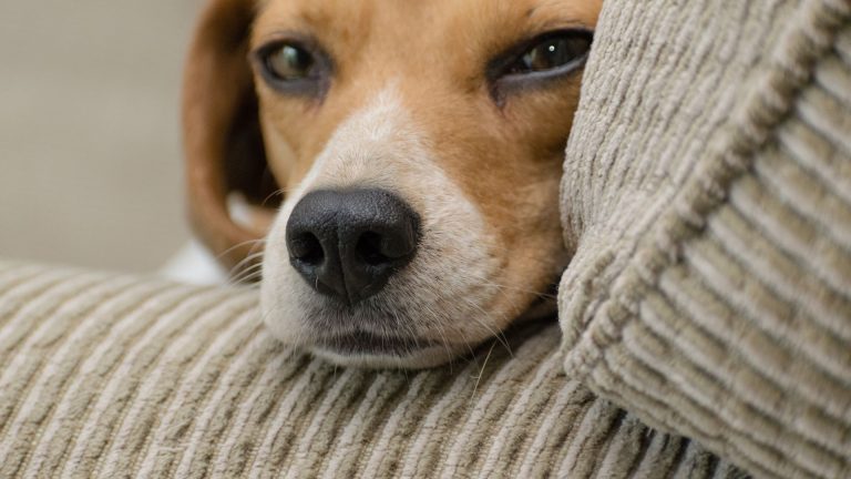 Adopter un beagle d’Élisabeth : ce qu’il faut savoir avant de se lancer