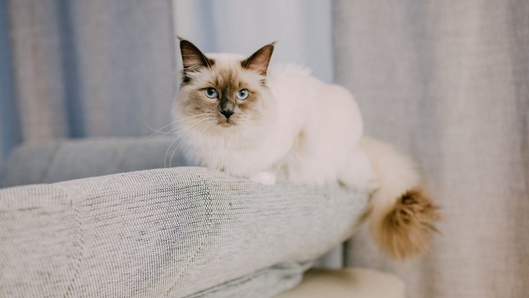 Chats au visage aplati : aperçu des races et conseils de soins