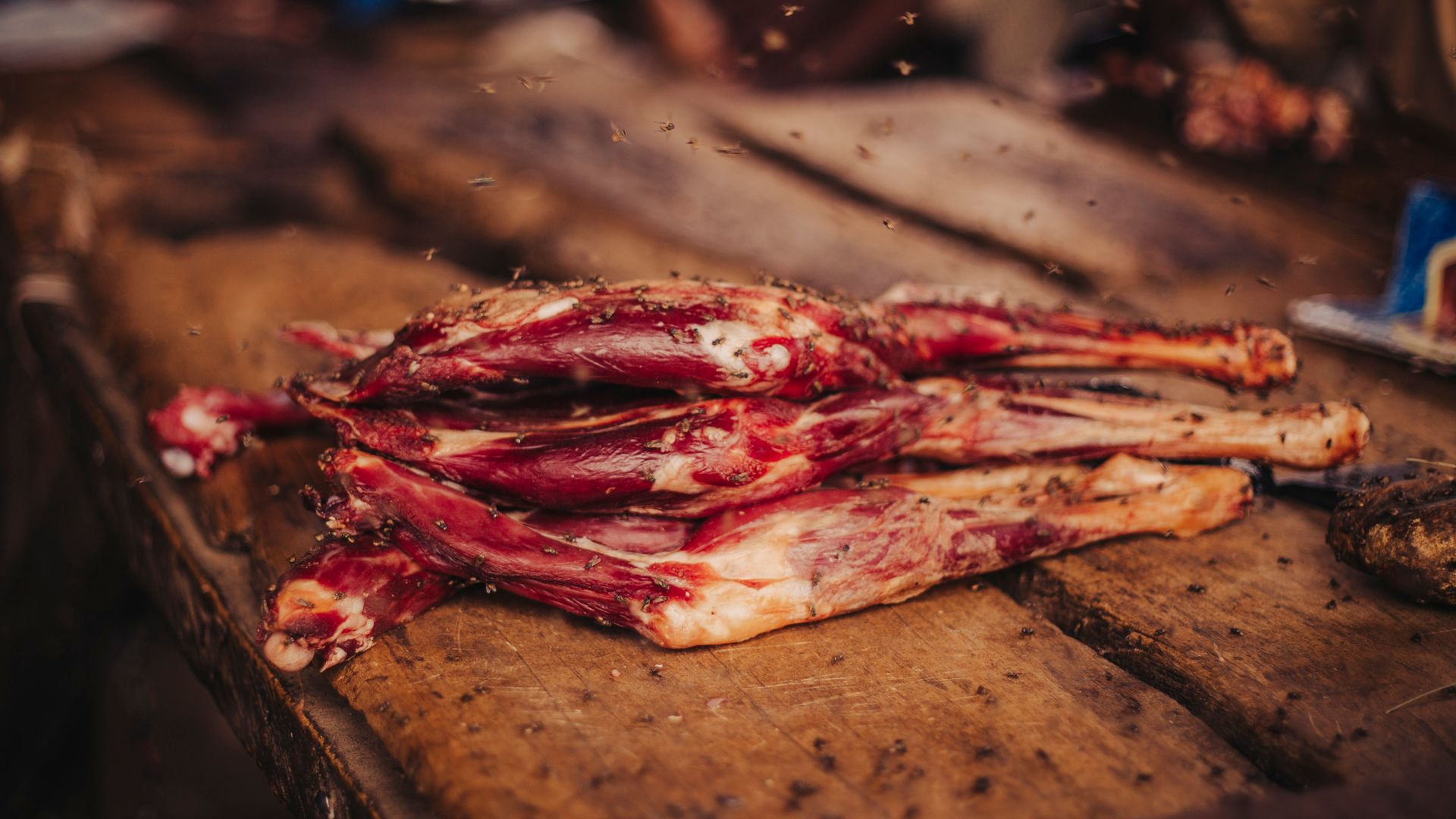 Le cycle de vie des mouches et de leurs œufs sur la viande