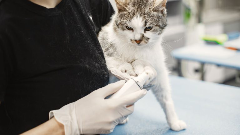 AnimalCenter.fr : allié pour éviter les soucis de santé de votre chat