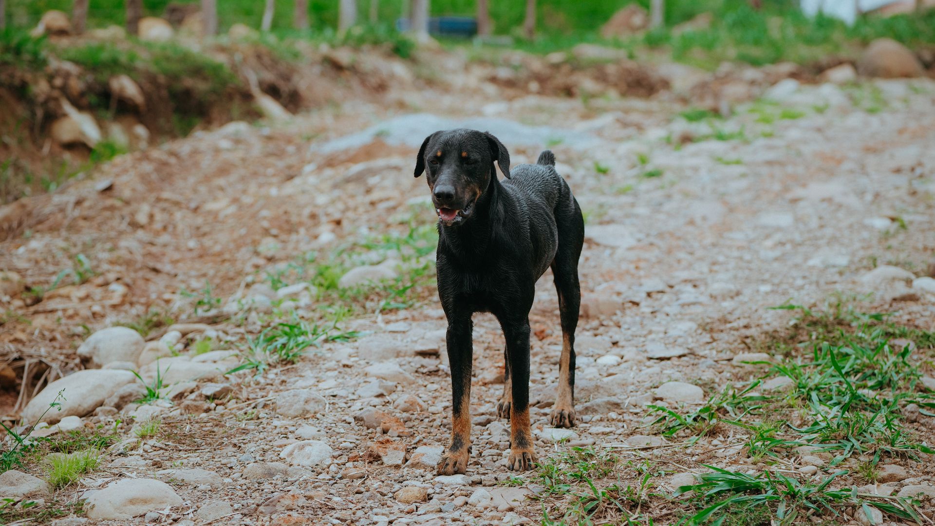 Ergot du Beauceron : mythes, réalités et conseils de sélection