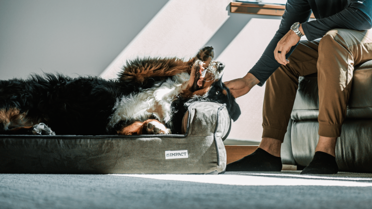 Lit pour chiens XXL pour l’hiver : garder un grand chien bien au chaud