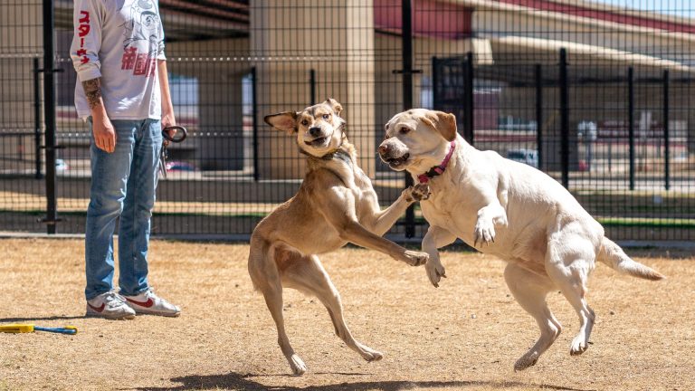 Malinois croisé staff : idées reçues, dangers et atouts méconnus