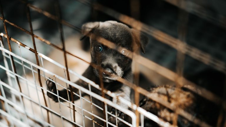 Maltraitance animale : définition, signes et conséquences pour les animaux