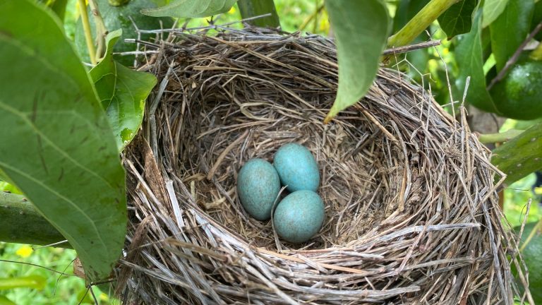 Œufs bleus : pourquoi certaines espèces d’oiseaux les pondent-elles ?