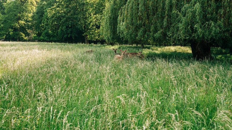 Parc animalier en Savoie : nos conseils pour une visite respectueuse
