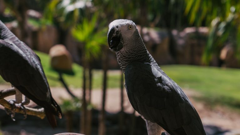 Pourquoi deux gris du Gabon n’ont pas la même espérance de vie ?