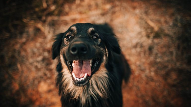 Pression de la mâchoire du chien : comparaison avec le loup, le chat et autres animaux